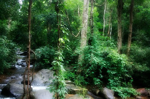 rainforests-of-kerala